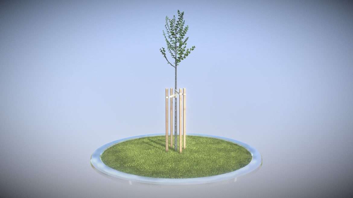 tilia tree 2 meters in spring season 3d model