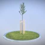 Tilia Tree 2 Meters in Spring Season
