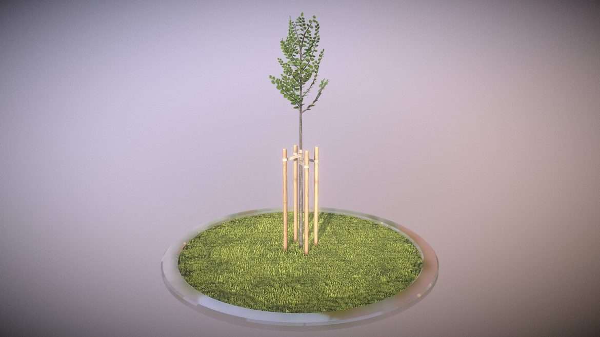 tilia tree 2 meters in summer season 3d model