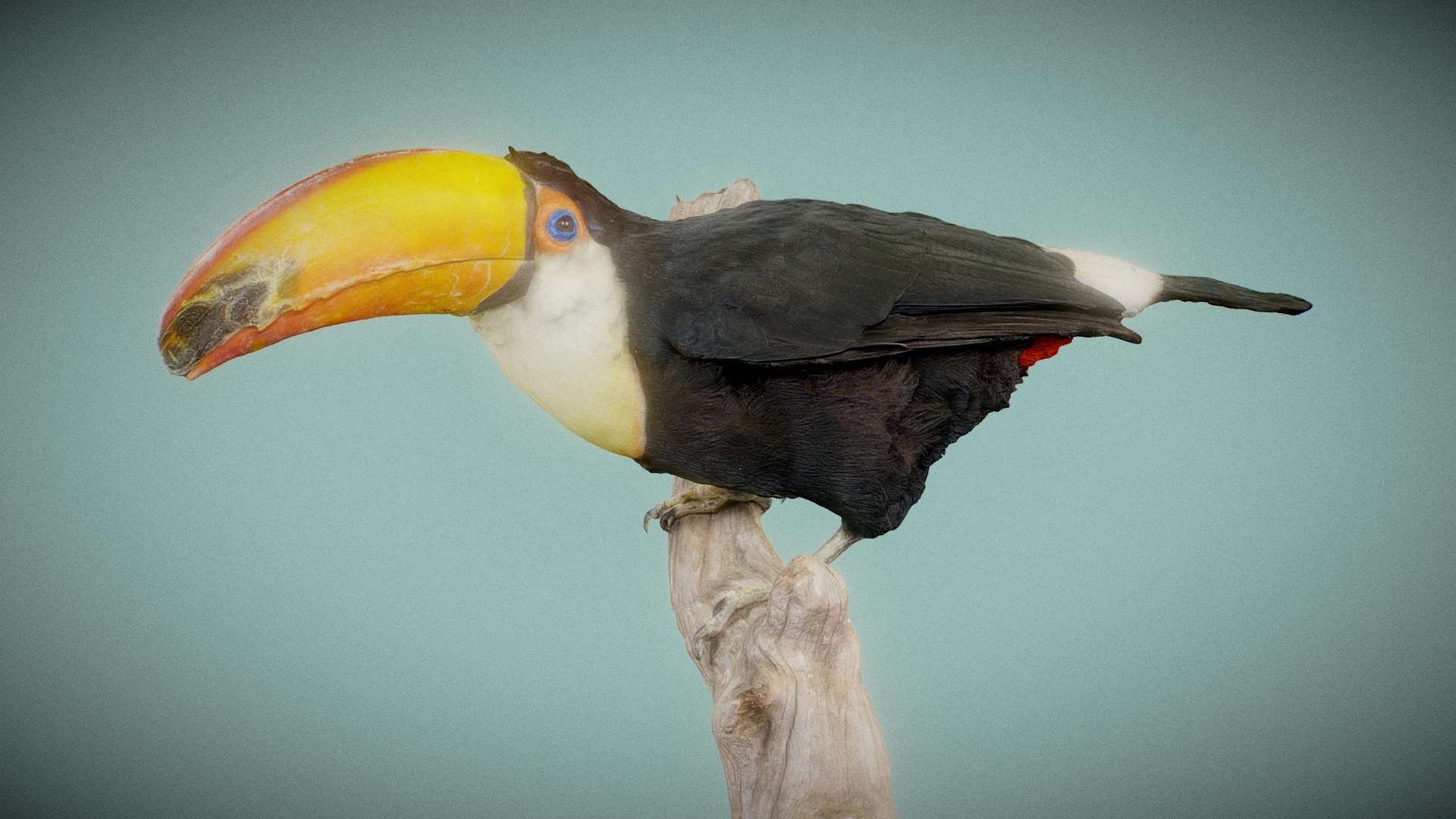 Toekan