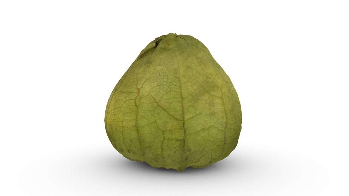 tomatillo 3d model
