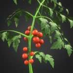 Tomato plant