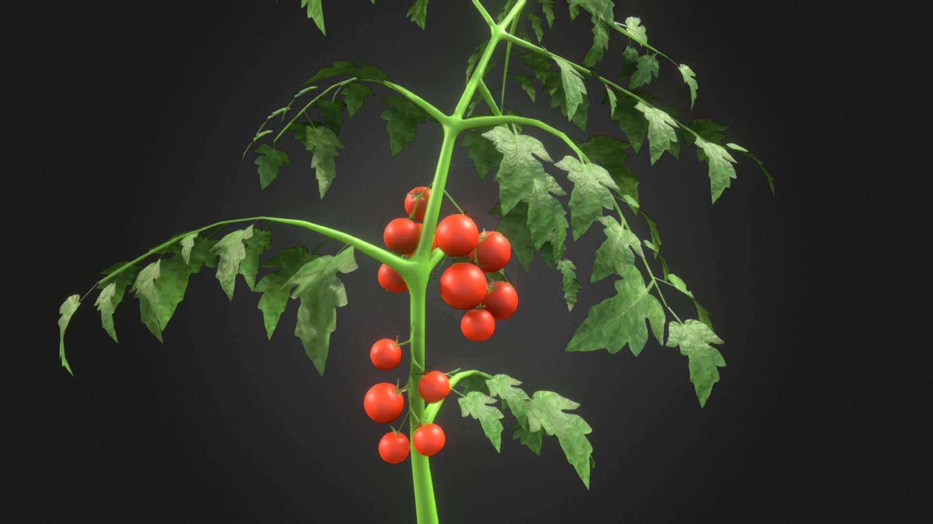 Tomato plant