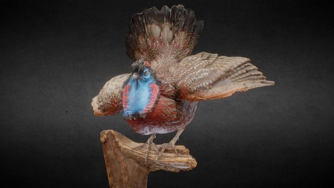 tragonpan 3d model