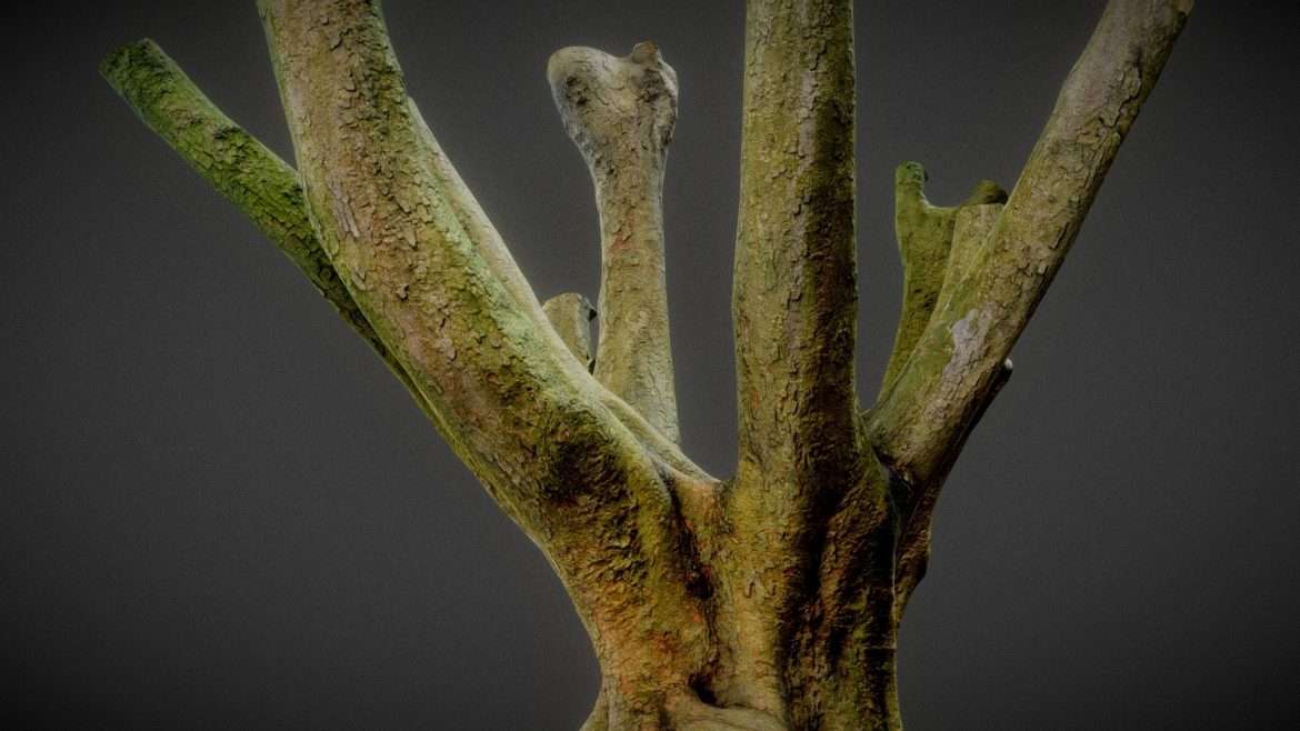 tree 1 3d model