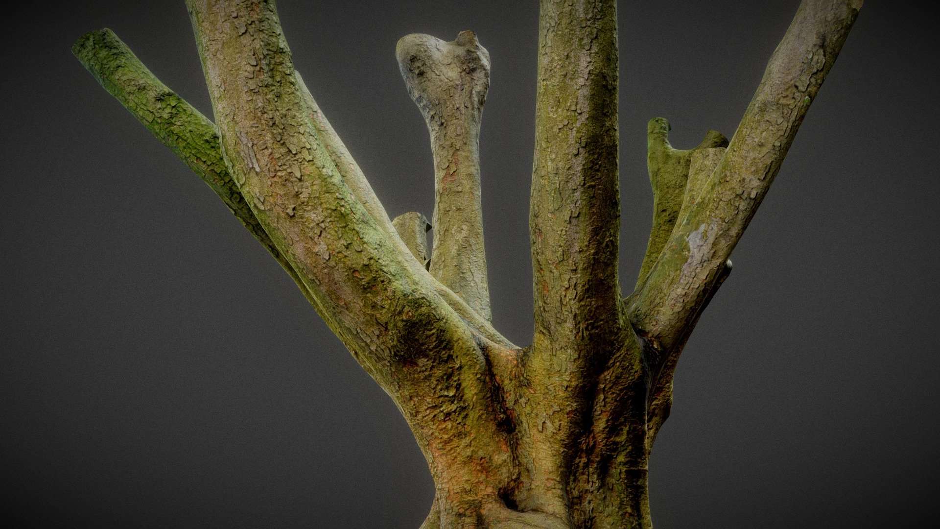 Tree 1