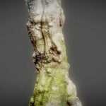 Tree 9