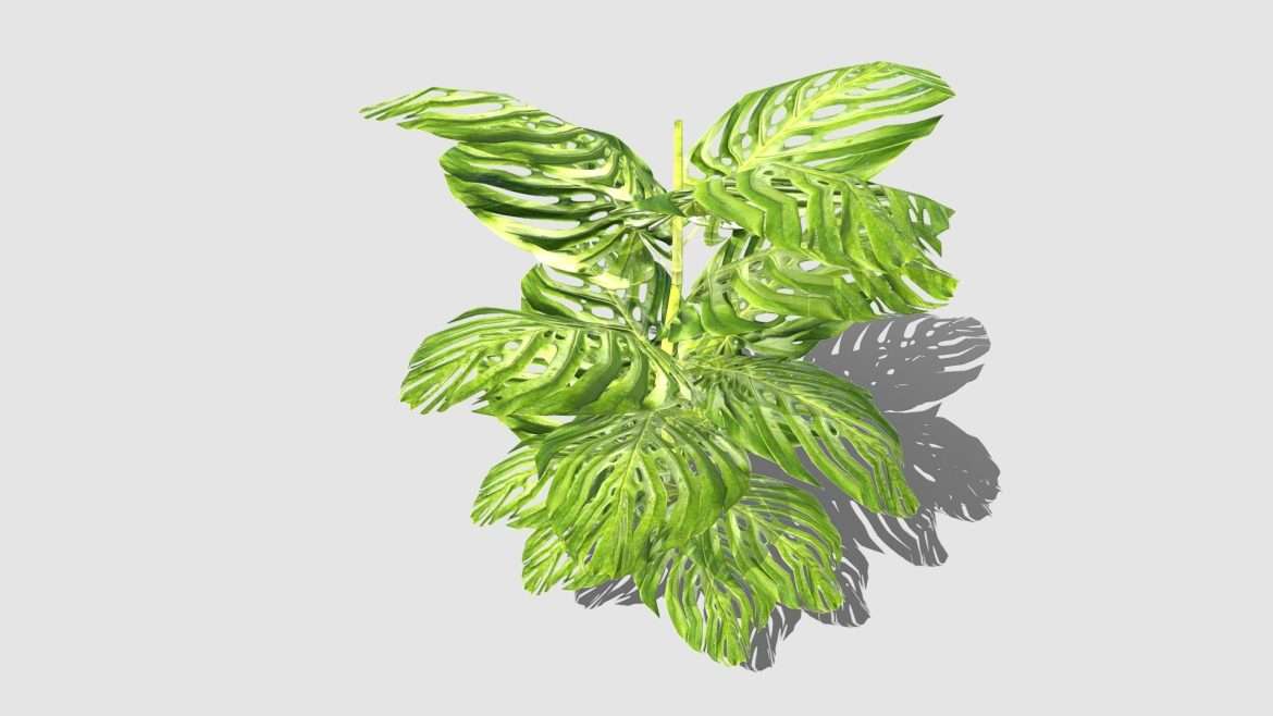 tropical fern 3d model