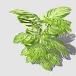 Tropical Fern