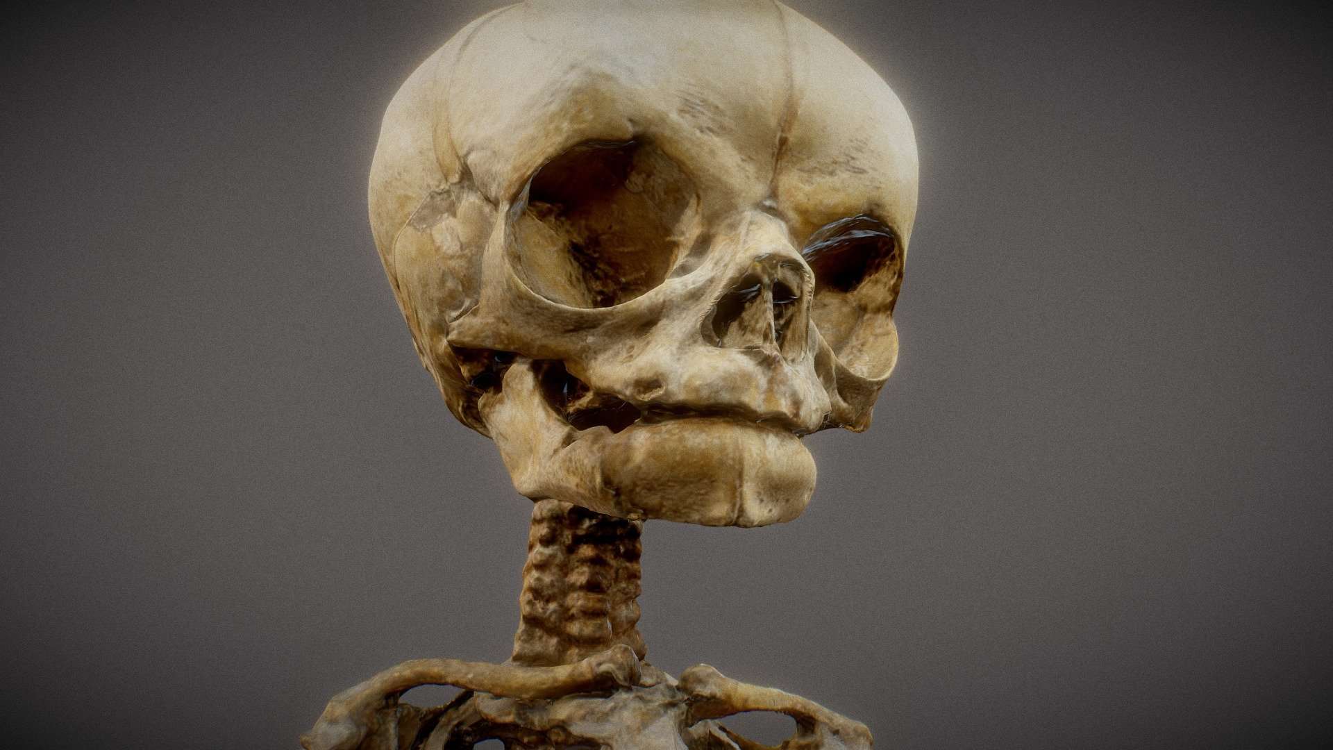 Unborn Human Foetus