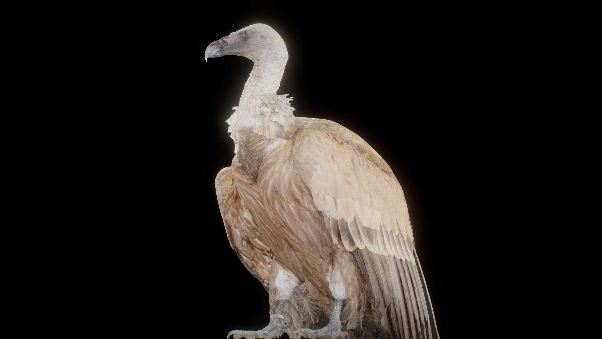 Vulture