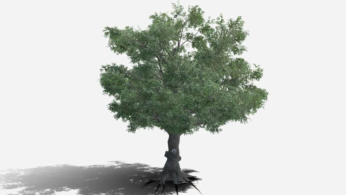 white oak 3d model