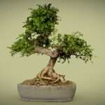 Zanthoxylum