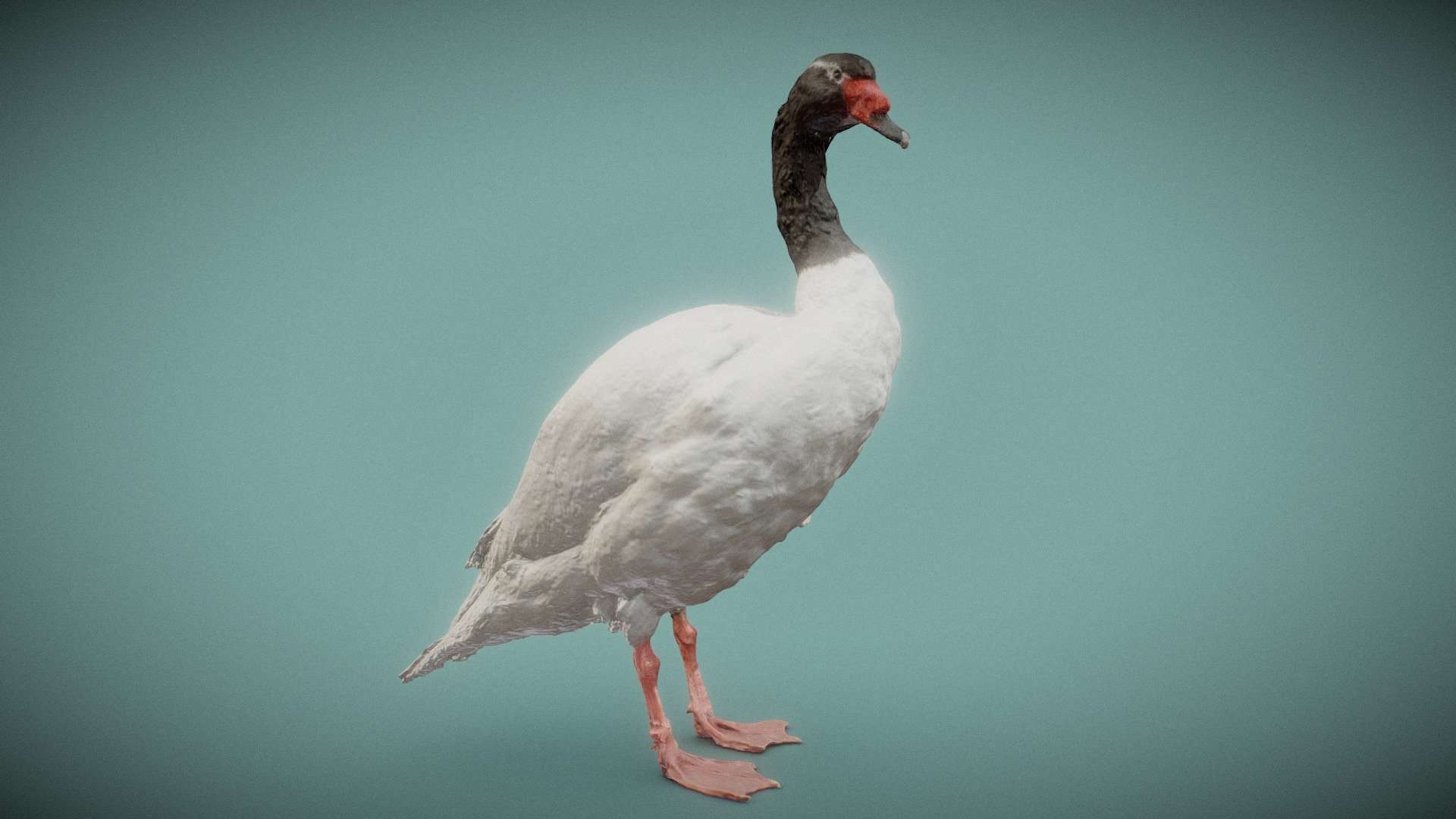 Zwarthals Zwaan