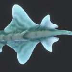 Deep Diver Fish