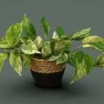 Golden Pothos