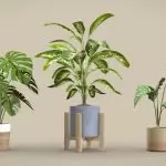 Indoor Exotic Plants