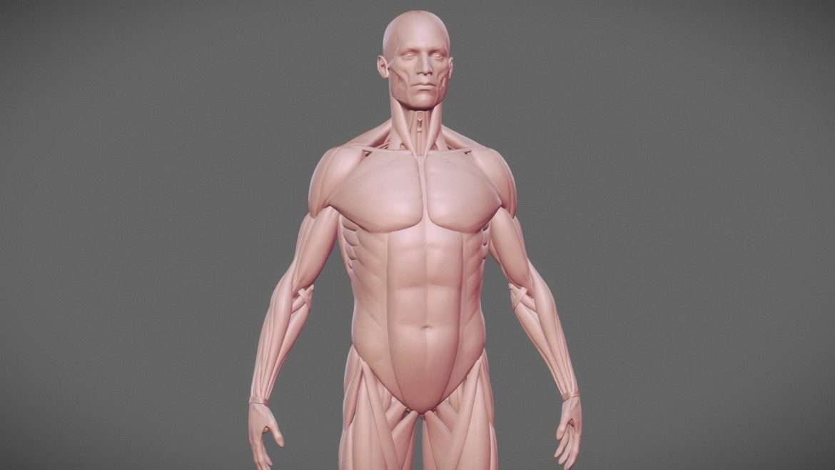Male Ecorche 3d Model - Detailed male ecorche 3d model showcasing human musculature for artistic anatomy study