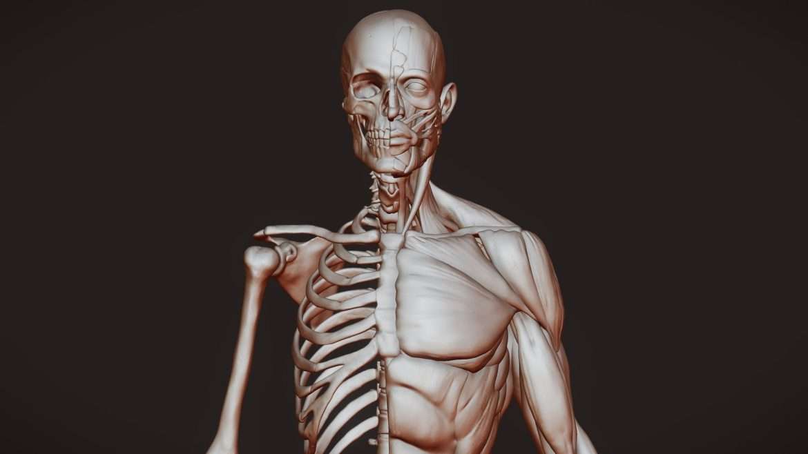 anatomy study 3d model