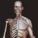 Anatomy_study