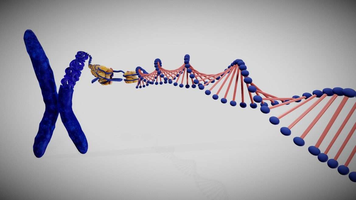 Chromosome Structure 3d Model - Detailed 3D model showcasing the complex structure of a chromosome with DNA coiled around histone proteins, ideal for scientific study and education