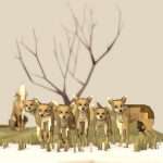 Coyotes