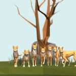 Dingoes