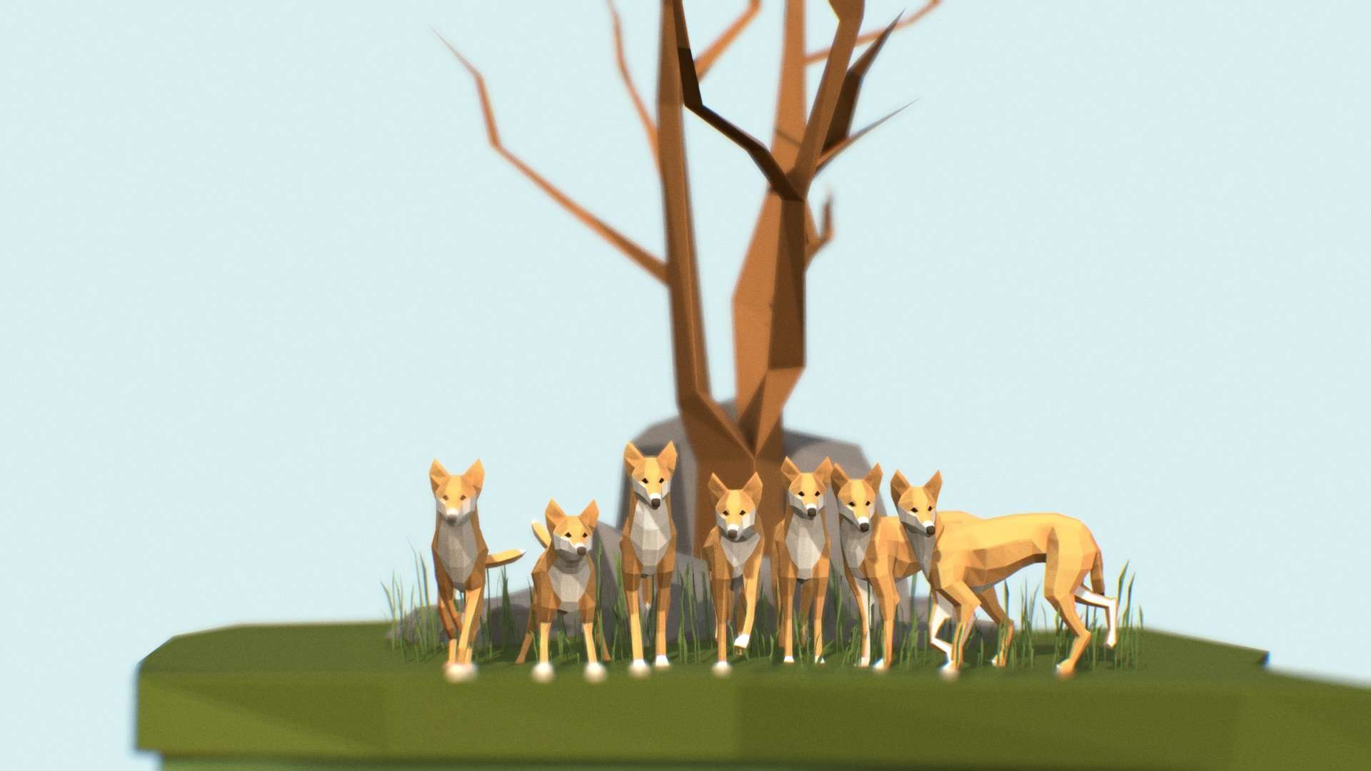 Dingoes
