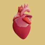 human heart 3d model