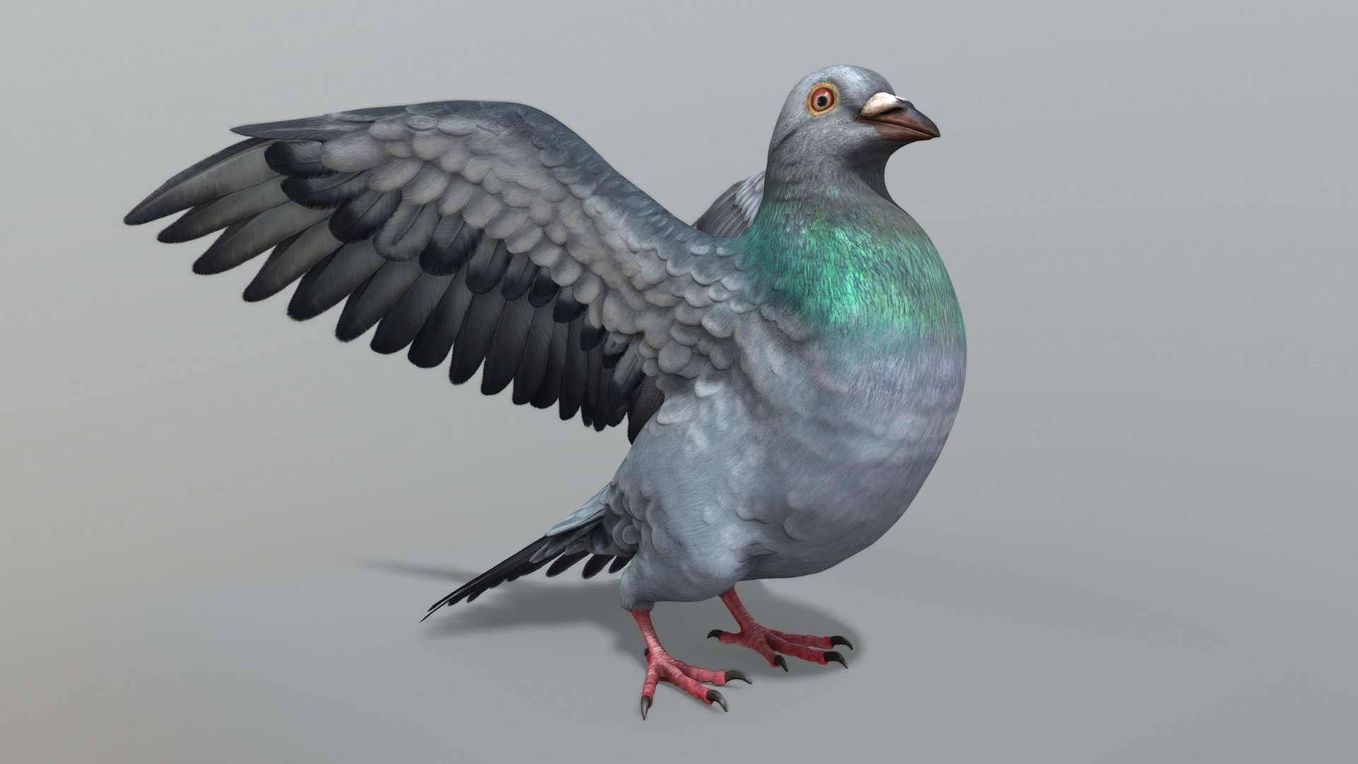 Pigeon