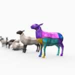 Sheep