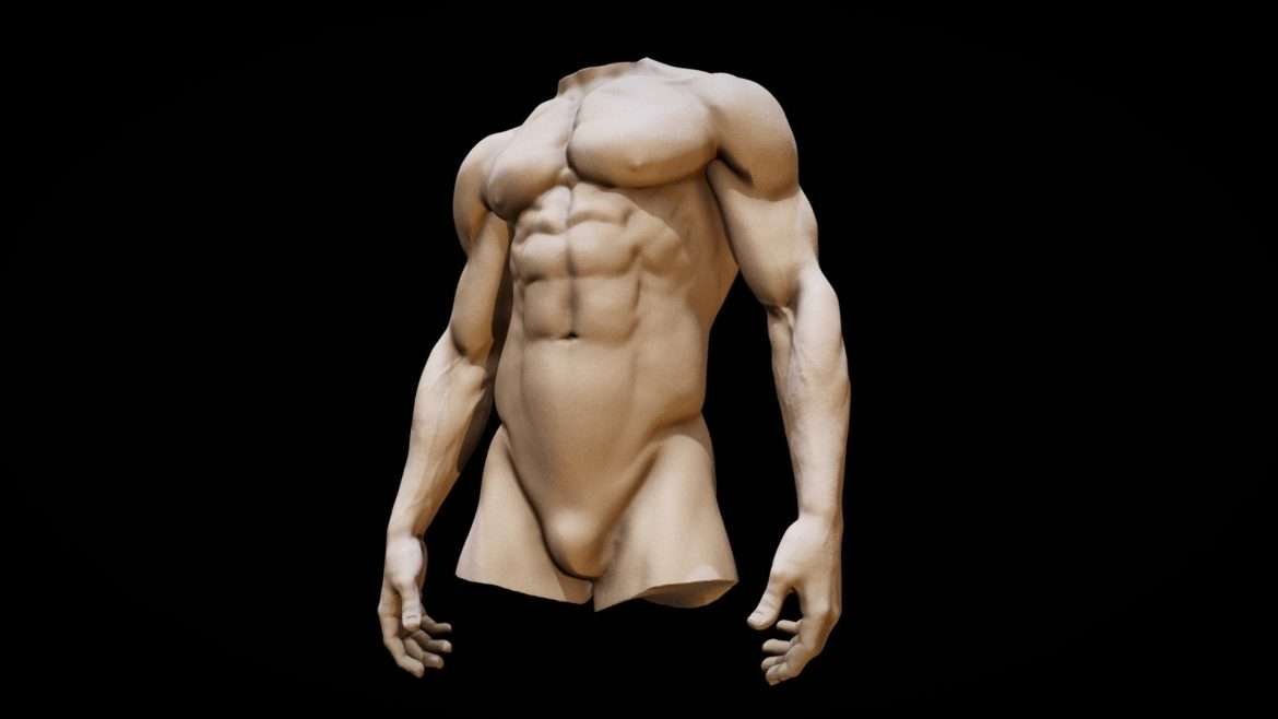 torso anatomy basemesh 3d model