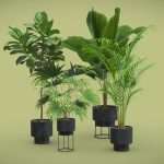 Indoor Plants Pack 53