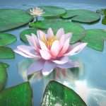 Animated blooming water Lily