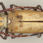 Batocera tigris