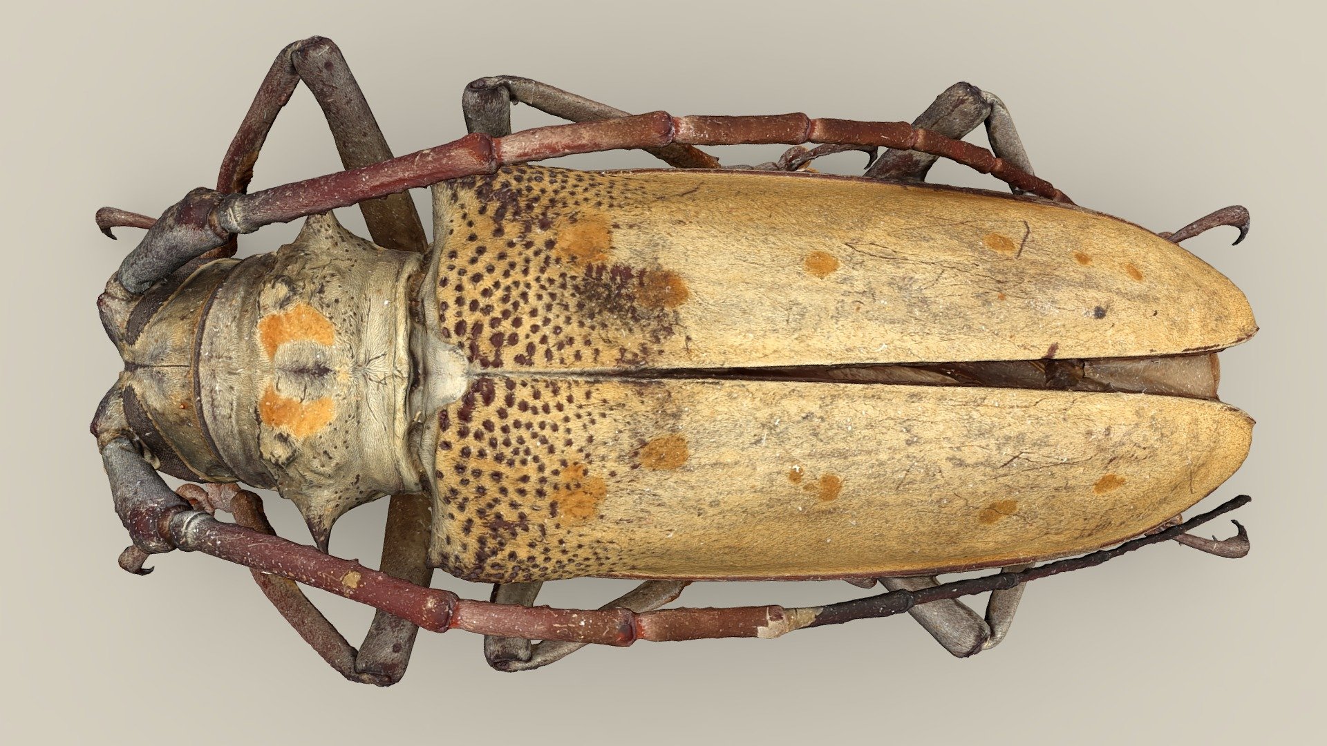 Batocera tigris