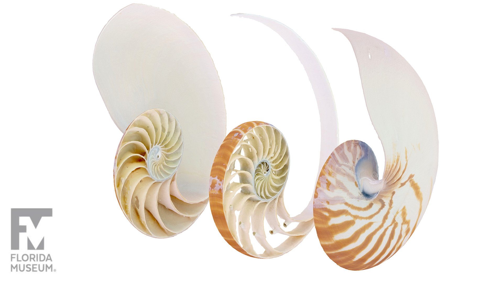 Cross-sectioned Chambered Nautilus