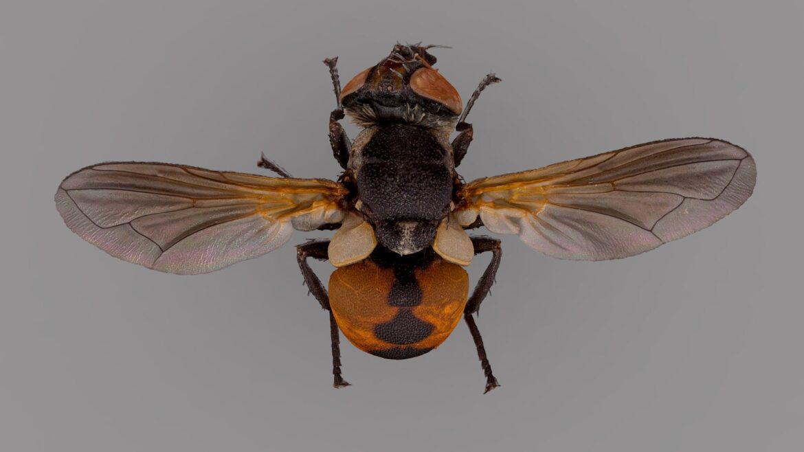gymnosoma sp 3d model