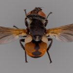 Gymnosoma sp