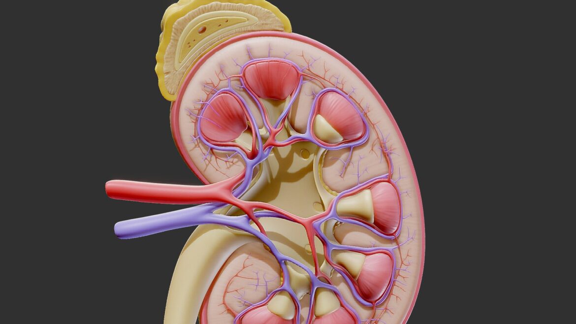 Human Kidney 3d Model - Detailed cross-section of a human kidney 3D model, showing renal cortex, medulla, calyces, and renal pelvis with PBR textures.