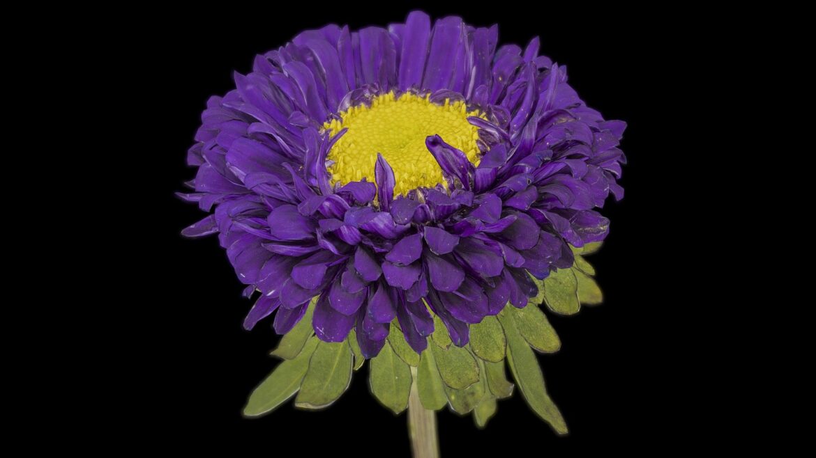 scan of callistephus chinensis china aster 3d model