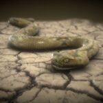 rattlesnake