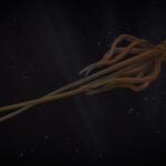 squid swimming