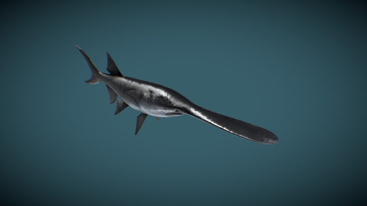 Paddlefish Freshwater Fish 3d Model - Highly detailed 3D model of a Paddlefish, showcasing its unique rostrum and ancient morphology.