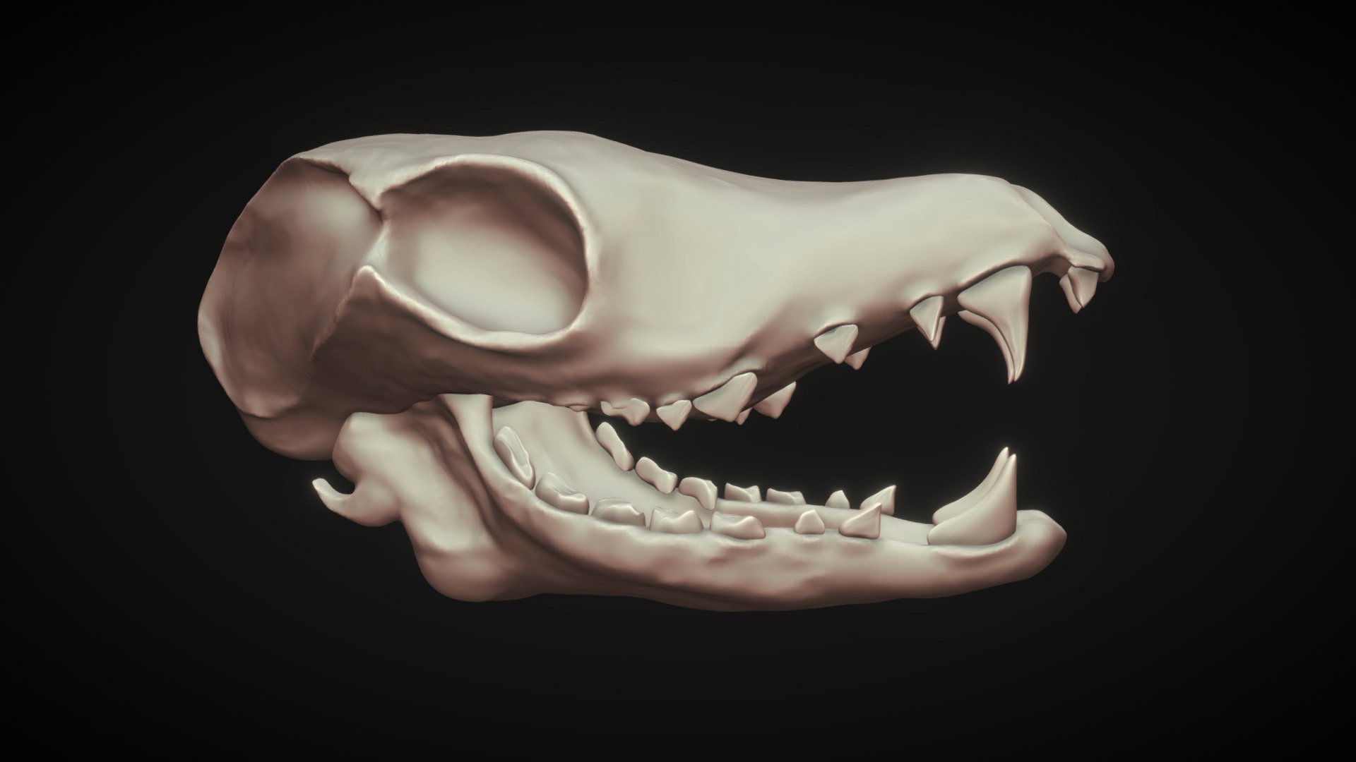 Animal Skull