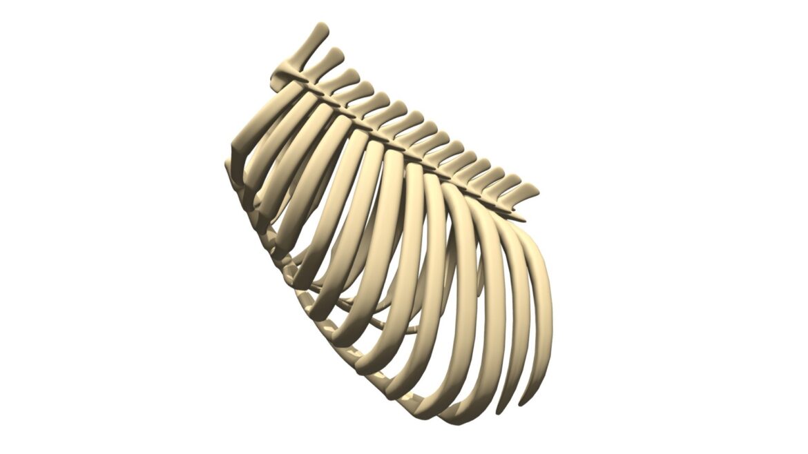 animal rib cage 3d model