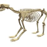 Bear Skeleton
