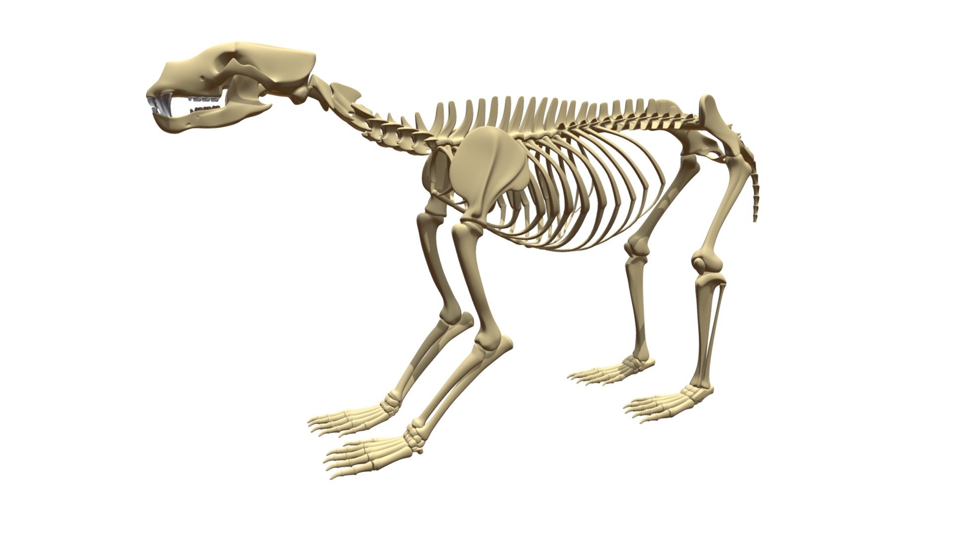 Bear Skeleton