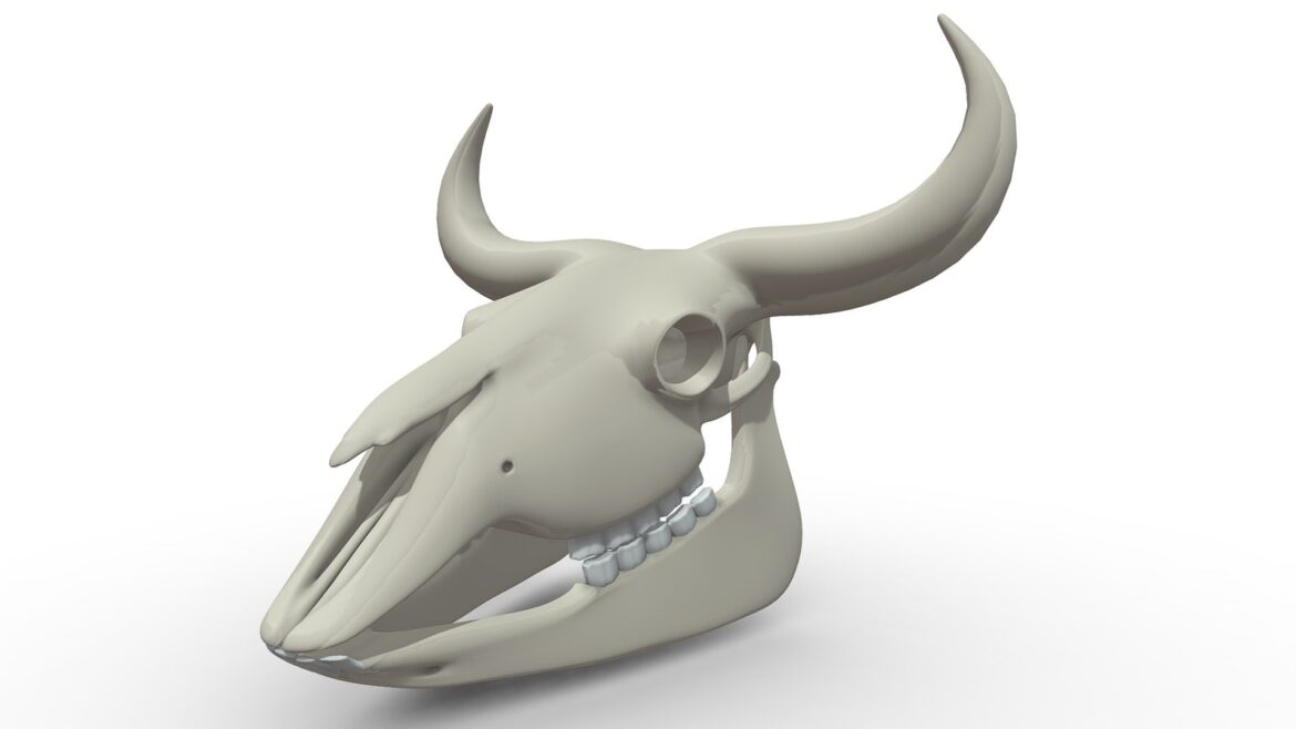 bison skeleton 3d model