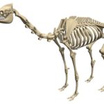 Camel Skeleton Dromedary